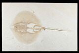 Rare Male Fossil Stingray (Heliobatis) - Wyoming #174911-1
